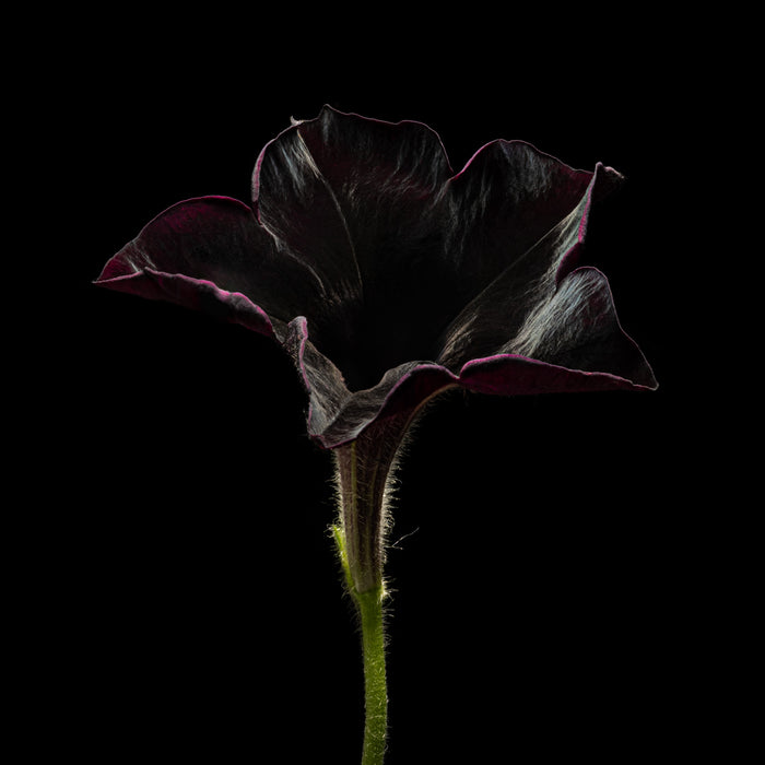 Petunia 1