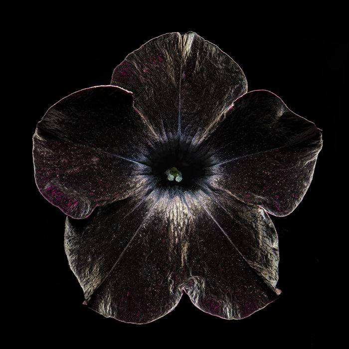 Petunia 3