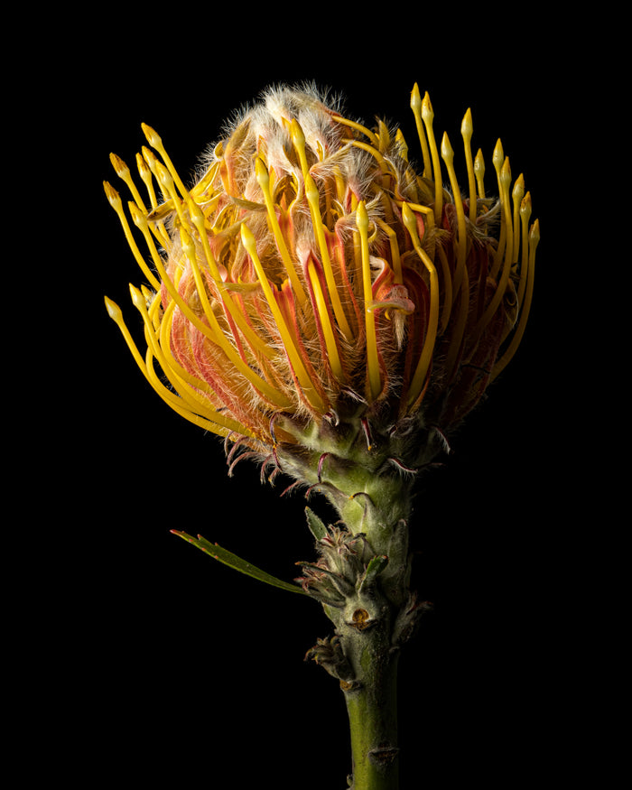 Pincushion 9