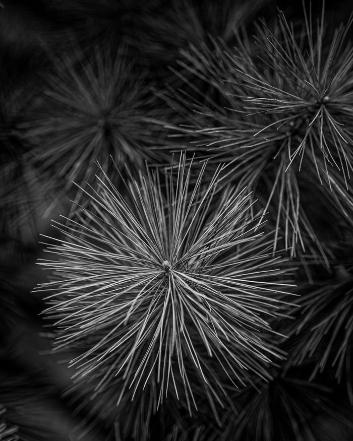 Pine 1