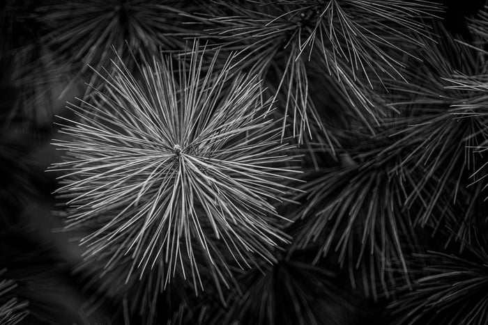 Pine 2