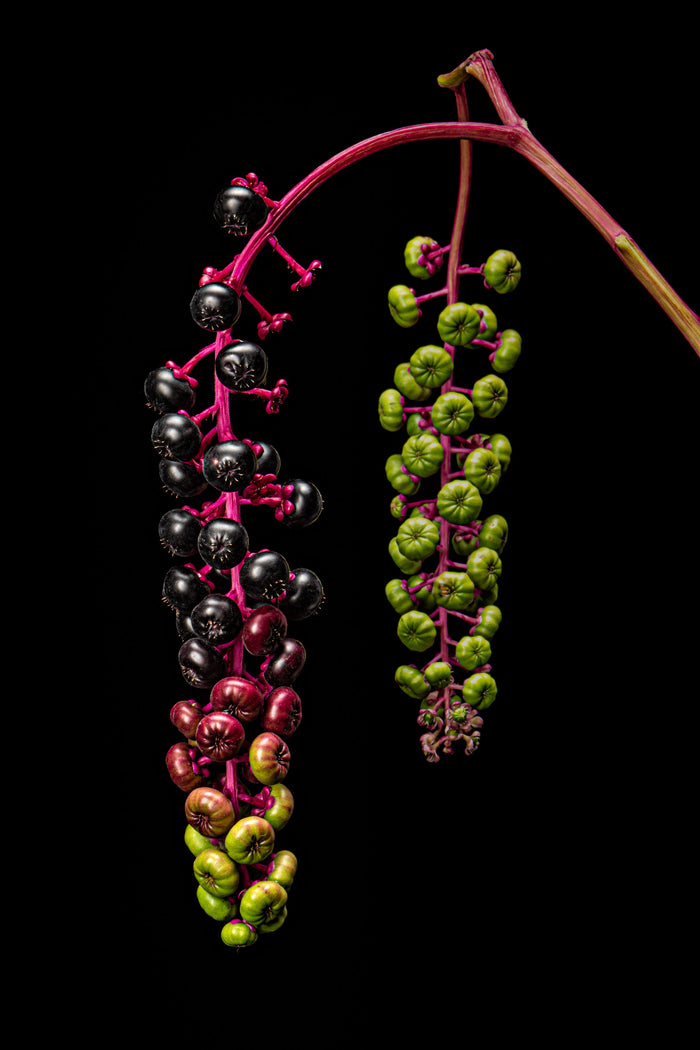 Pokeweed 5