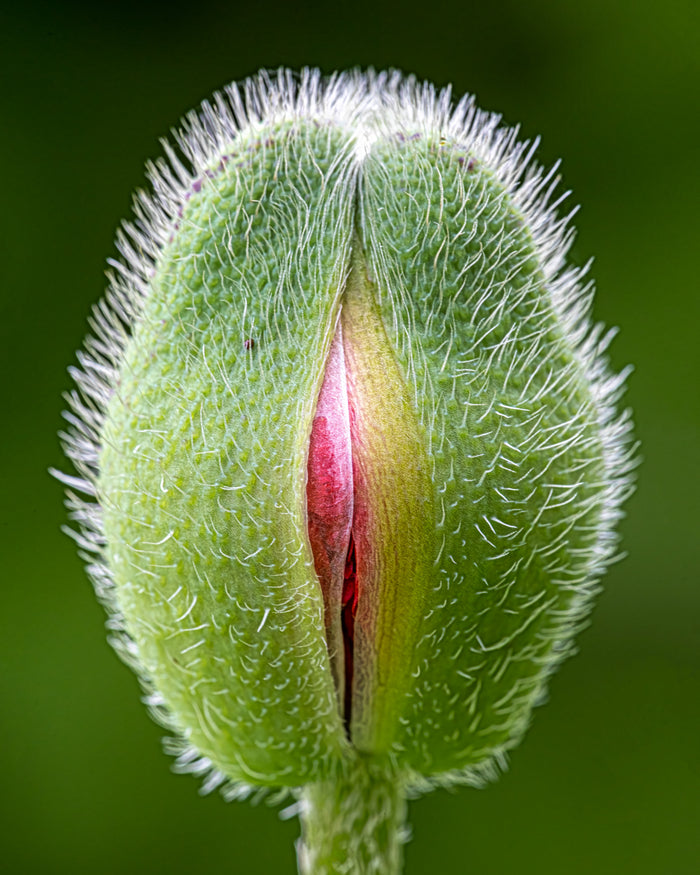 Poppy 5