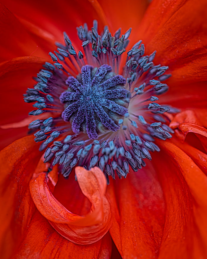 Poppy 7