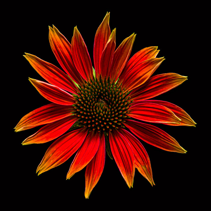 Purple Coneflower 9