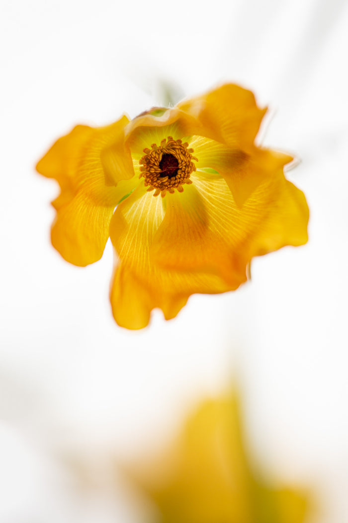 Ranunculus 12