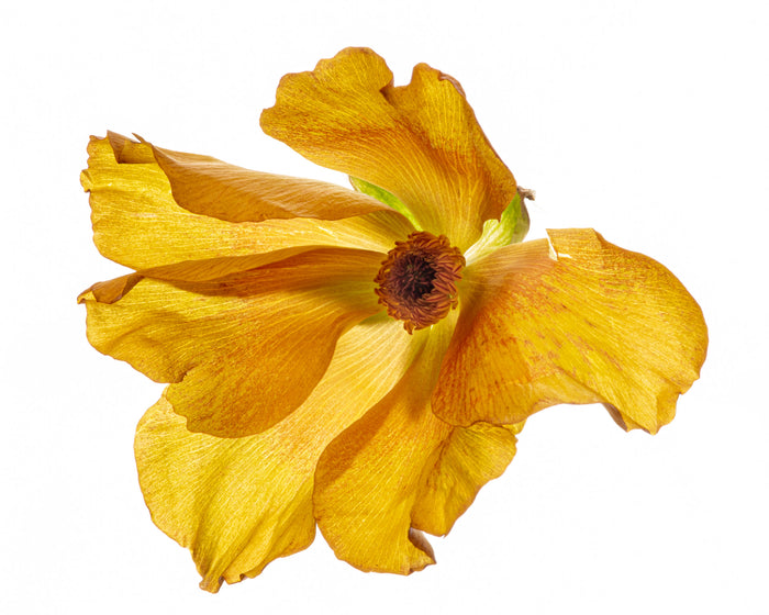 Ranunculus 13