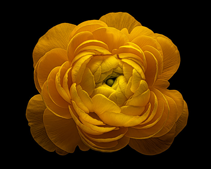 Ranunculus 19