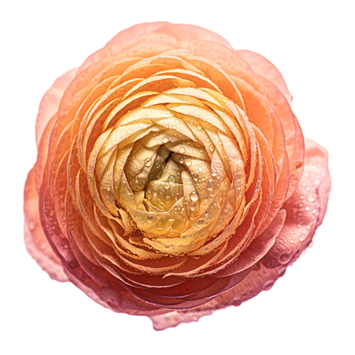 Ranunculus 22