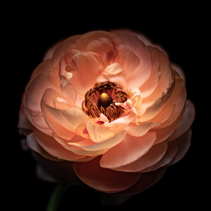 Ranunculus 24