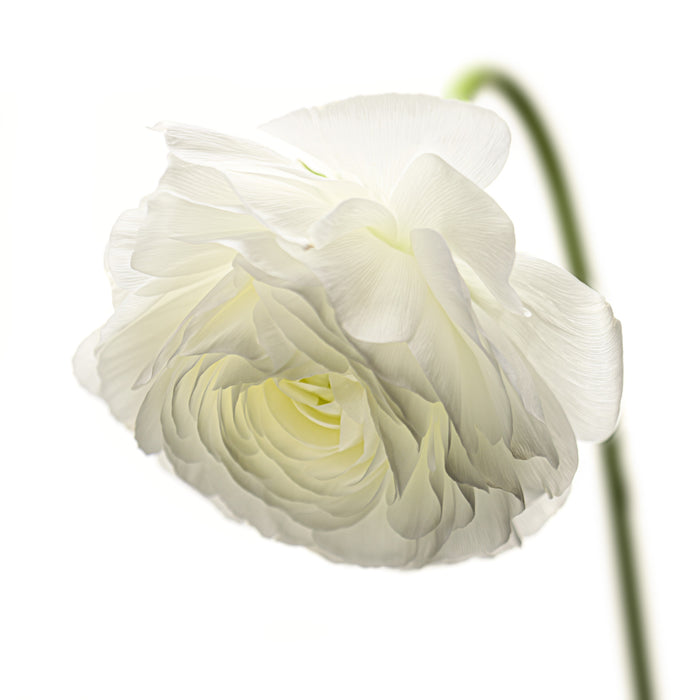Ranunculus 27