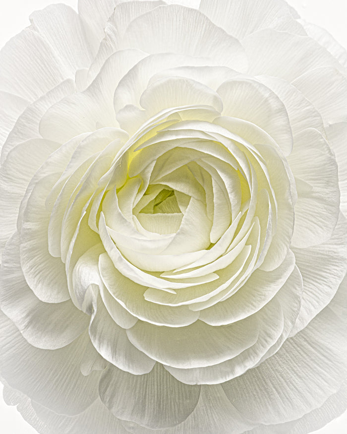 Ranunculus 29