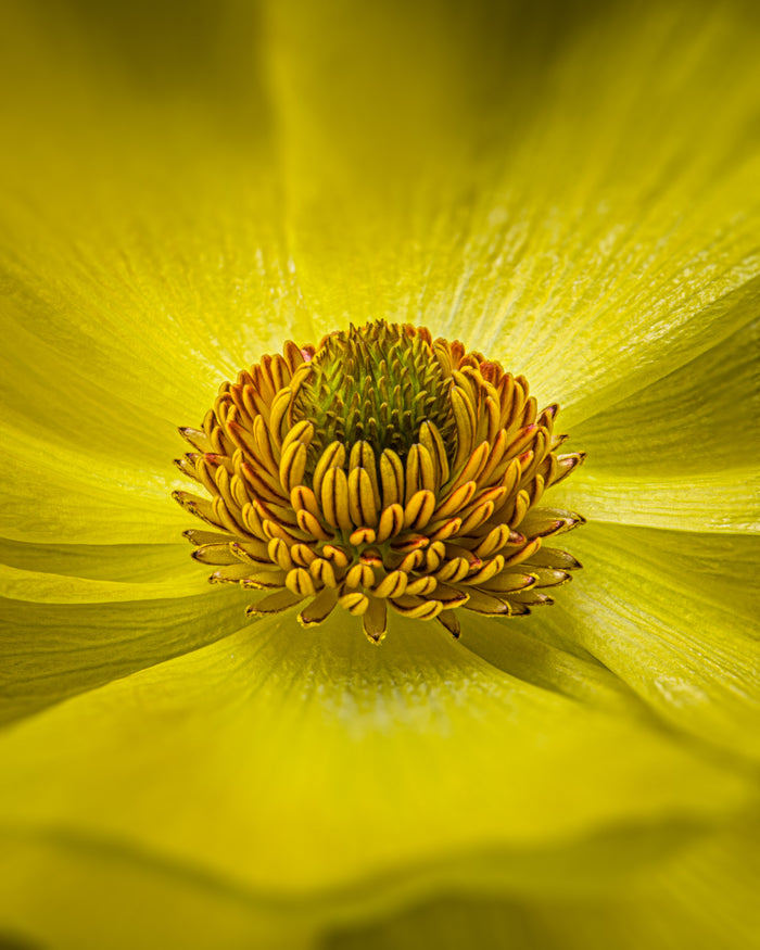 Ranunculus 36