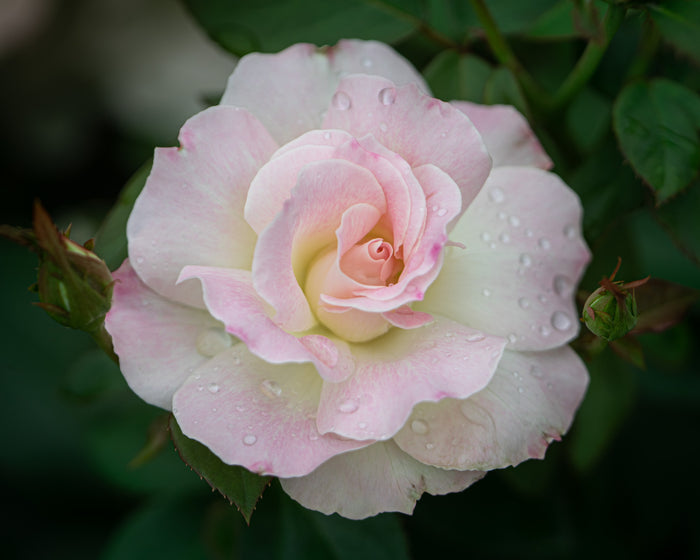 Rose 15
