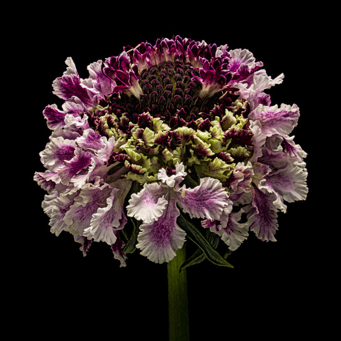 Scabious 10