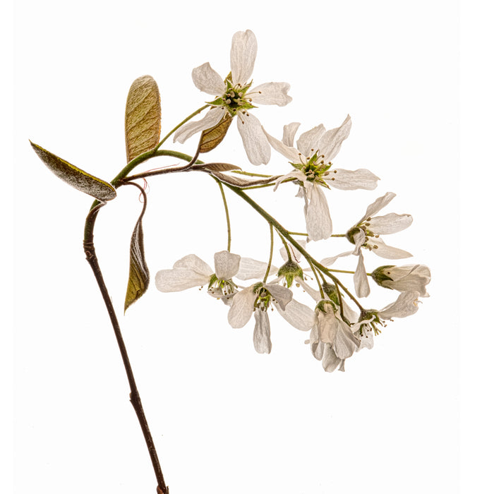 Serviceberry 1