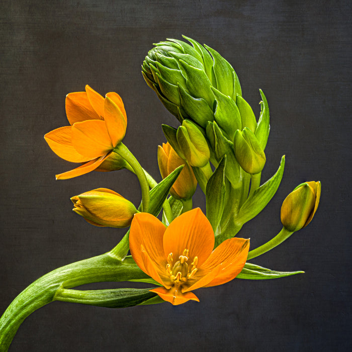 Star of Bethlehem 8