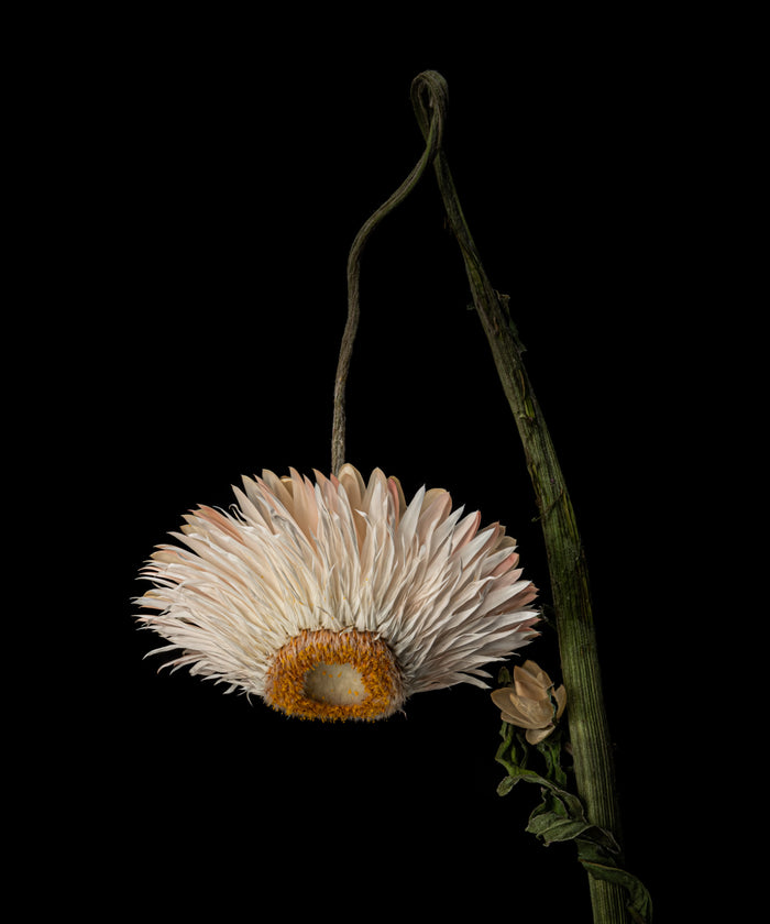 Strawflower 21