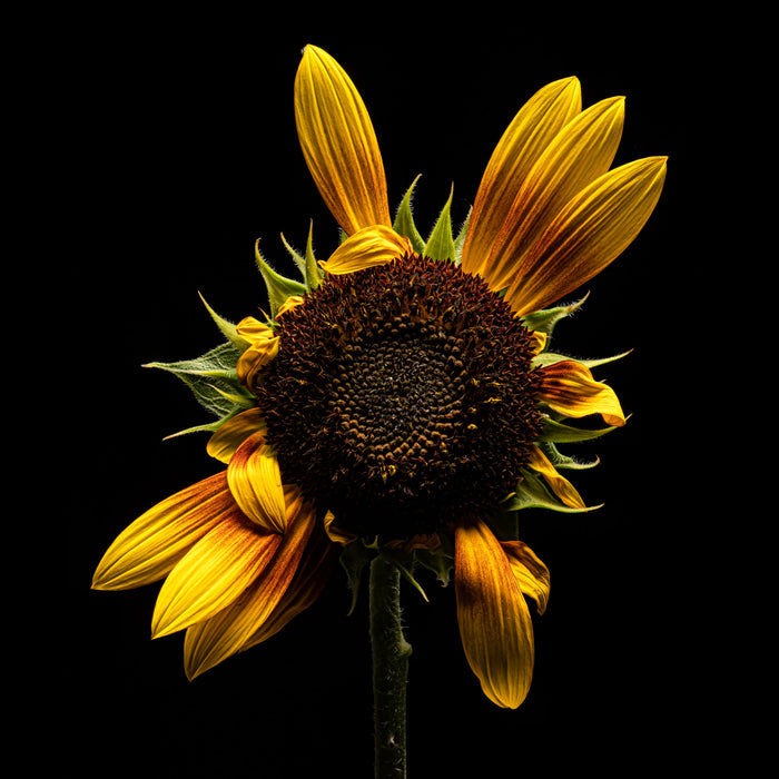 Sunflower 15