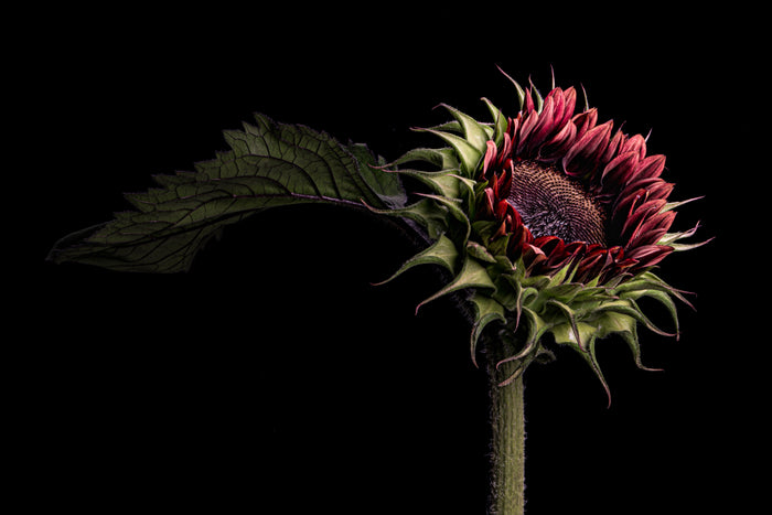 Sunflower 32