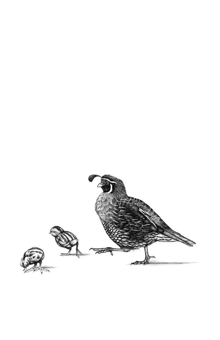 The Birds in the Oaks