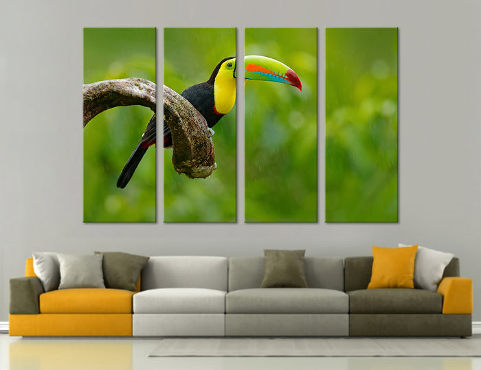 Toucan Bird Canvas Print #8022