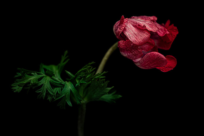 Tulip 19