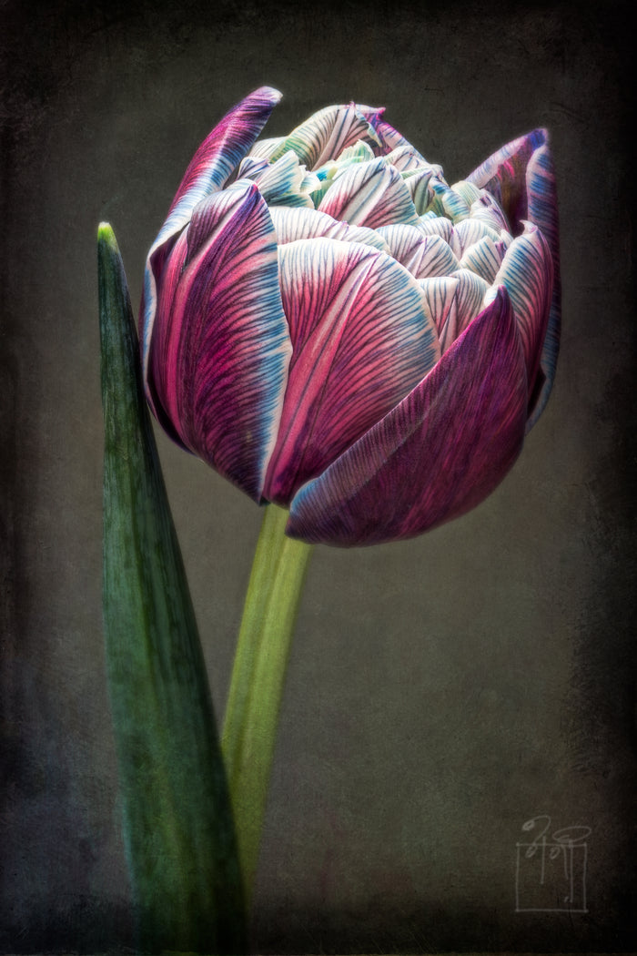 Tulip 34