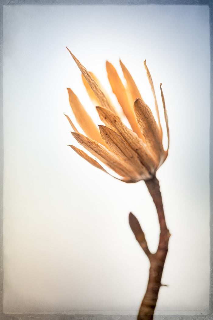 Tulip Tree 1
