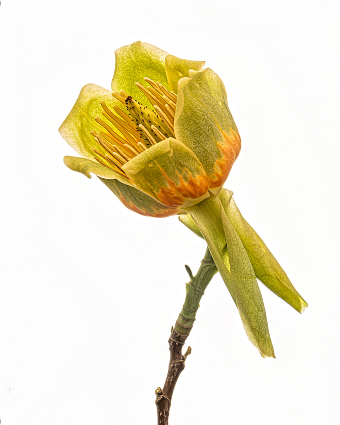 Tulip Tree 2