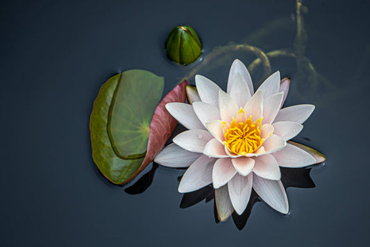 Waterlily 13