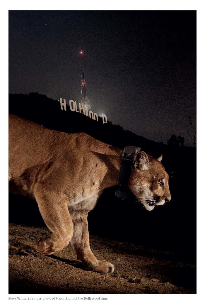 When Mountain Lions are Neighbors