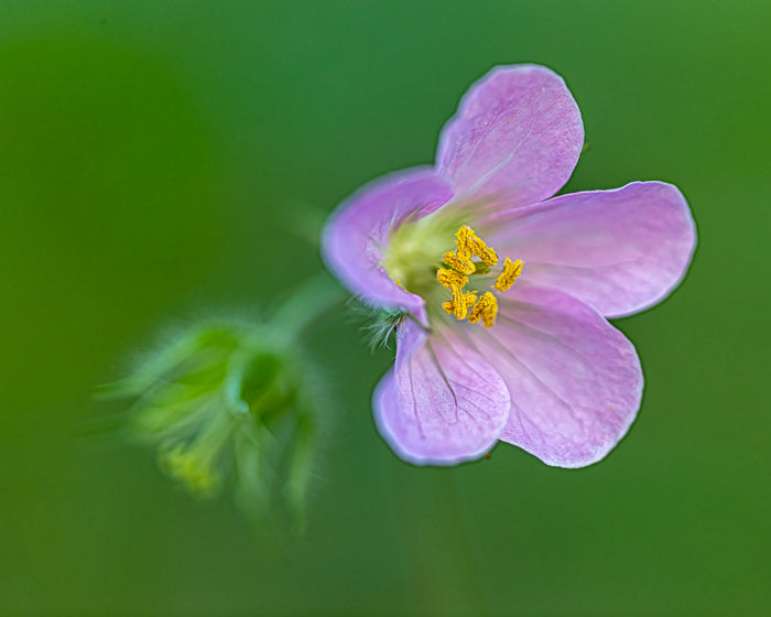 Wild Geranium 2