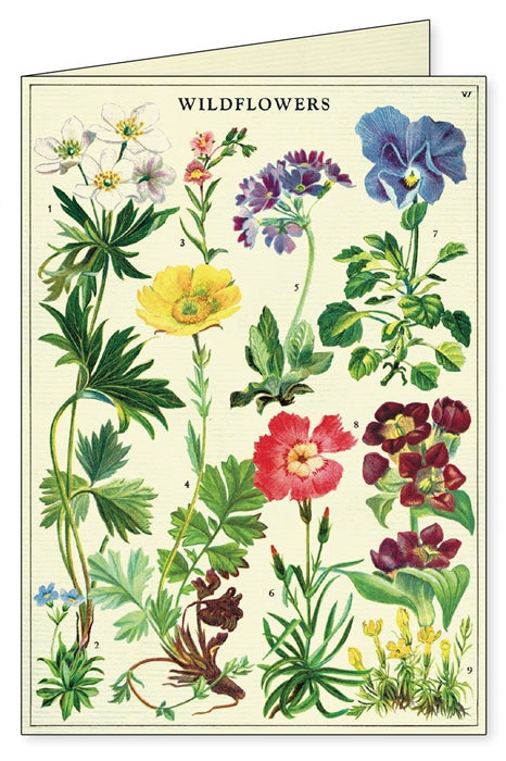 Wildflowers Boxed Note Cards
