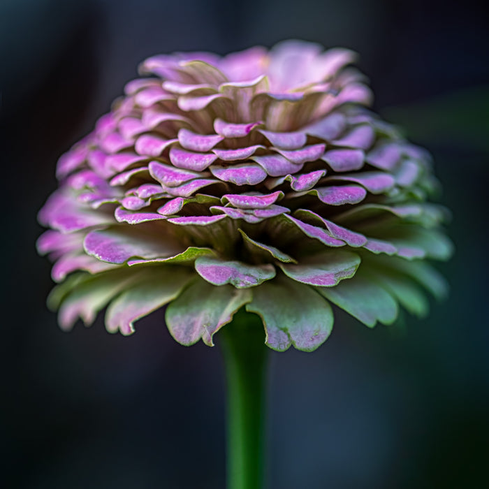 Zinnia 14