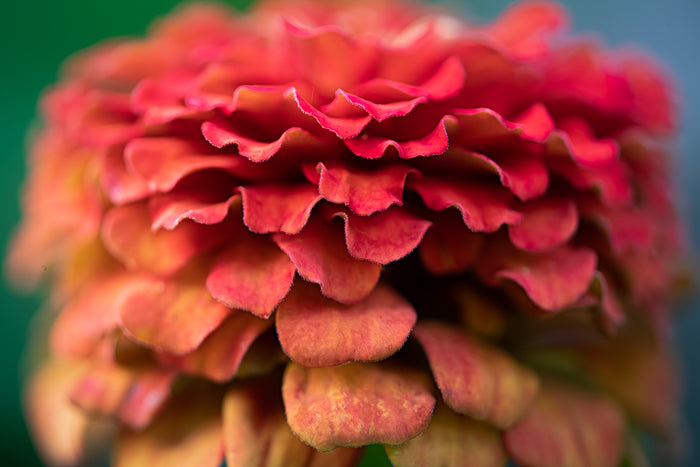 Zinnia 15