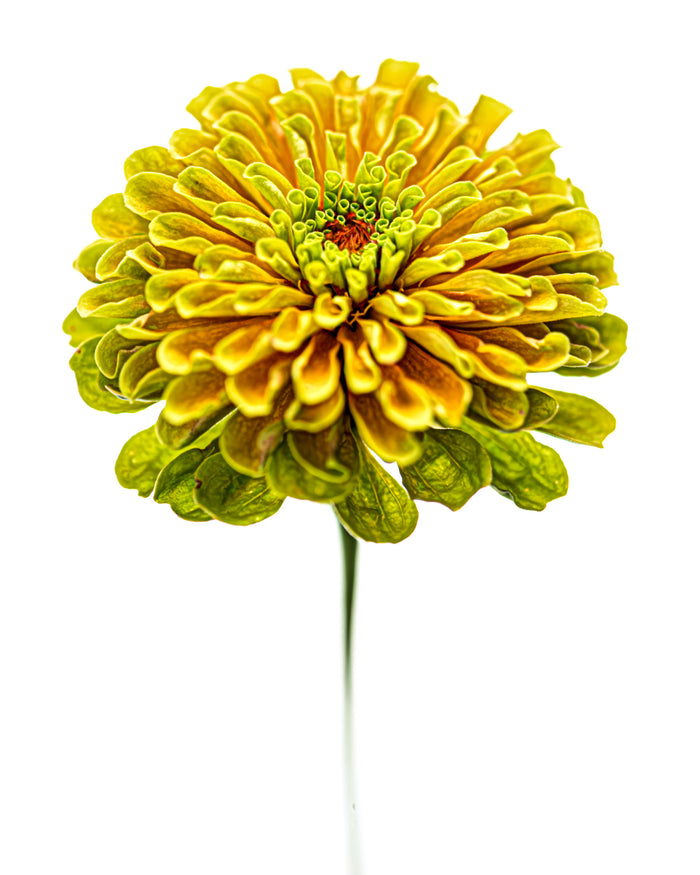 Zinnia 16