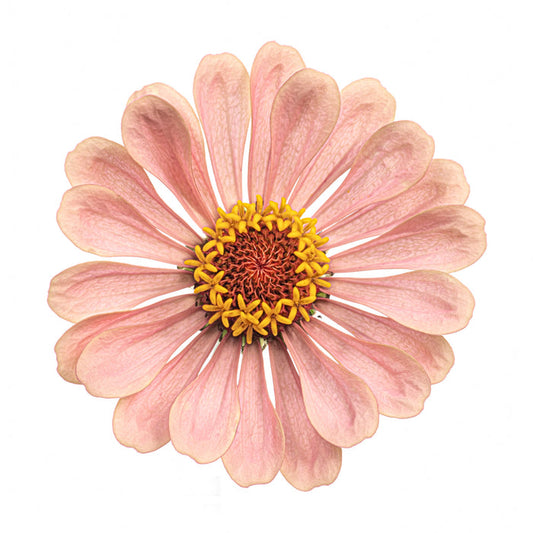 Zinnia 20