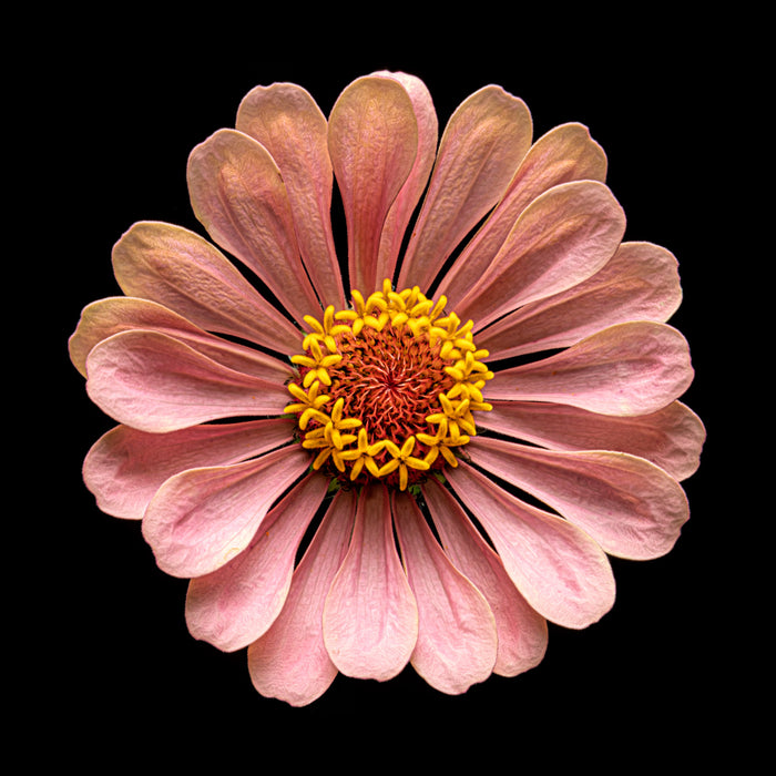 Zinnia 22