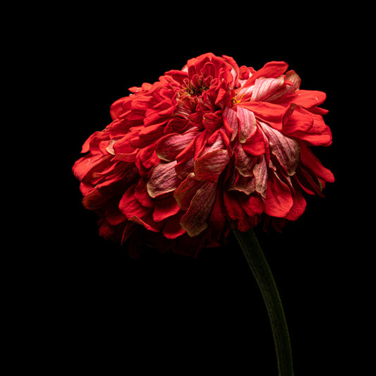Zinnia 25