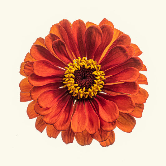 Zinnia 26