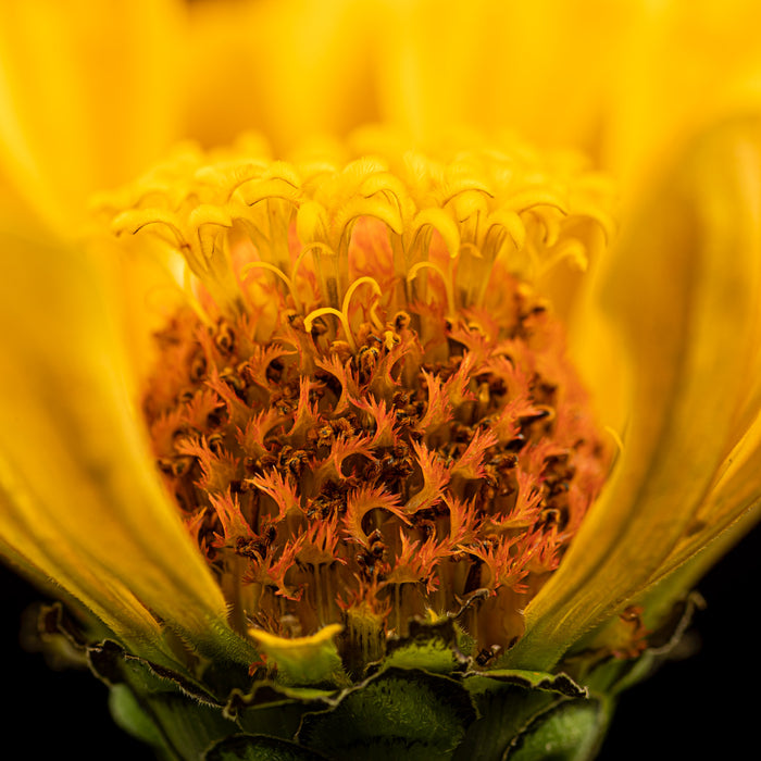 Zinnia 27