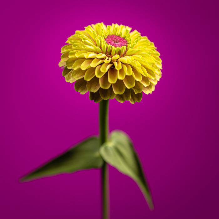 Zinnia 29