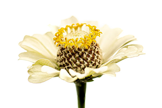 Zinnia 32