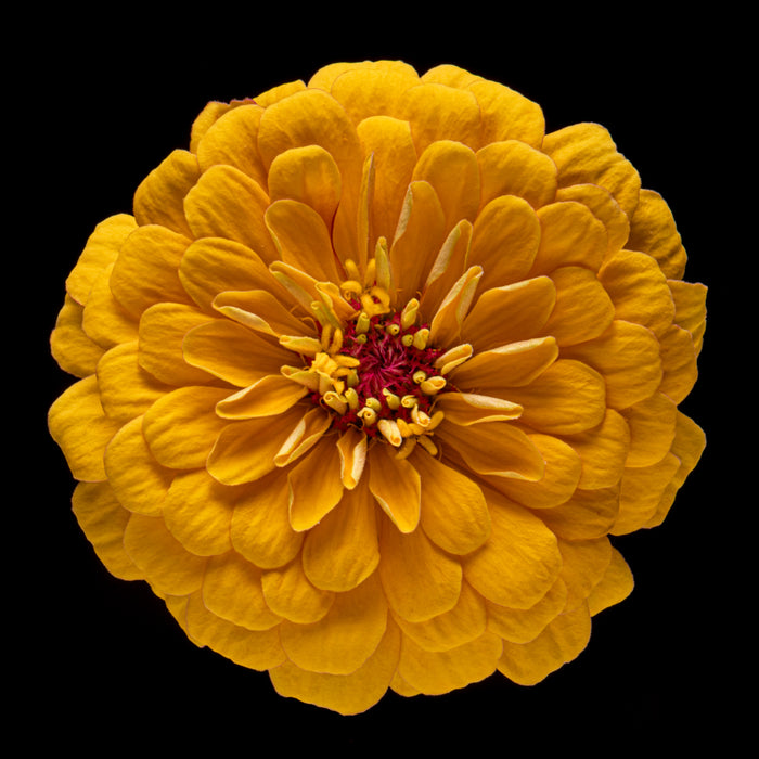 Zinnia 37