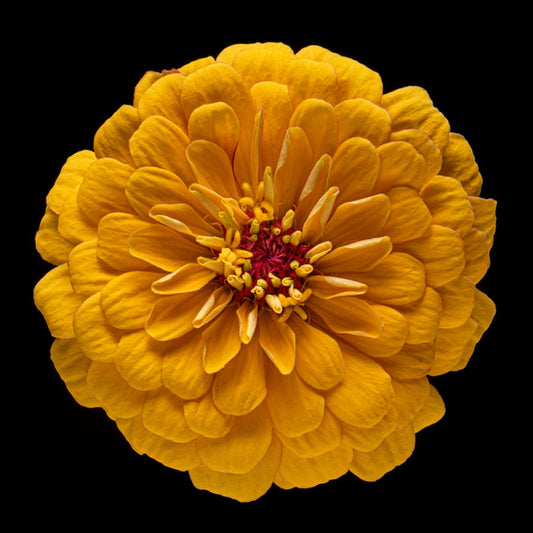 Zinnia 37