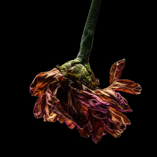 Zinnia 39
