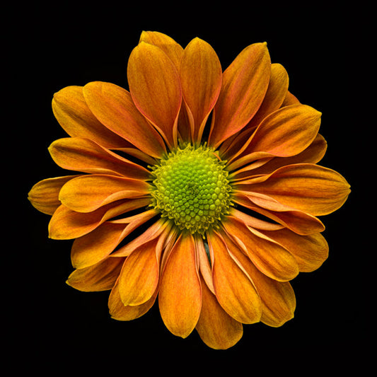 Zinnia 40