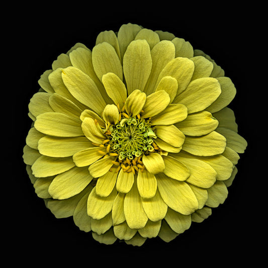 Zinnia 44